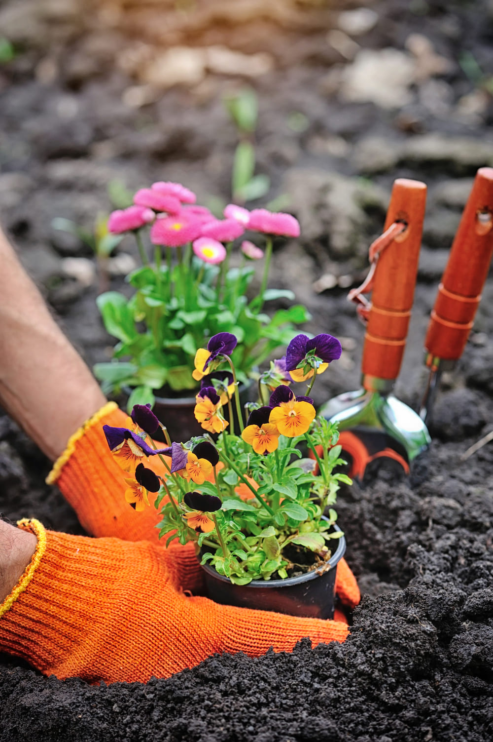 gardeners-hands-planting-flowers-in-a-garden-2023-11-27-05-07-32-utc